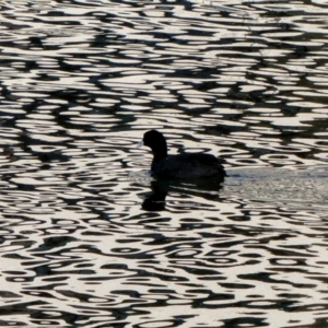 Fulica atra at Kingston, ACT - 24 Aug 2018