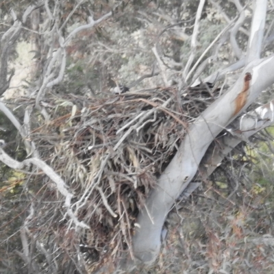 Aquila audax (Wedge-tailed Eagle) at Kambah, ACT - 22 Jul 2024 by HelenCross