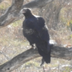 Aquila audax at Kambah, ACT - suppressed