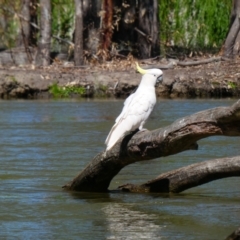 Cacatua galerita (Sulphur-crested Cockatoo) at Mathoura, NSW - 14 Nov 2018 by MB