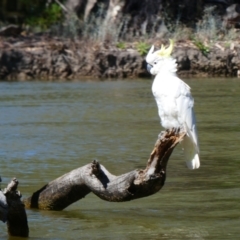 Cacatua galerita at Mathoura, NSW - 15 Nov 2018 10:11 AM