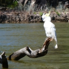 Cacatua galerita at Mathoura, NSW - 15 Nov 2018