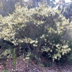 Acacia genistifolia (Early Wattle) at Garran, ACT - 13 Jul 2024 by ruthkerruish