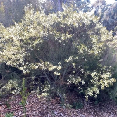 Acacia genistifolia (Early Wattle) at Garran, ACT - 13 Jul 2024 by ruthkerruish