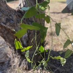 Araujia sericifera (Moth Plant) at Hughes, ACT - 18 Jun 2024 by ruthkerruish