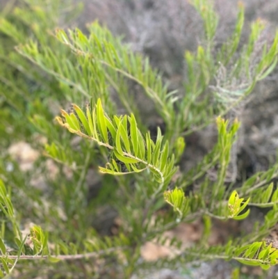 Acacia sp. (A Wattle) at Garran, ACT - 13 Jul 2024 by ruthkerruish