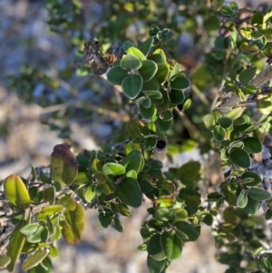 Correa alba var. alba at Hughes, ACT - 18 Jun 2024