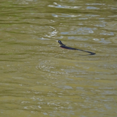 Pseudechis porphyriacus (Red-bellied Black Snake) at Mathoura, NSW - 15 Nov 2018 by MB