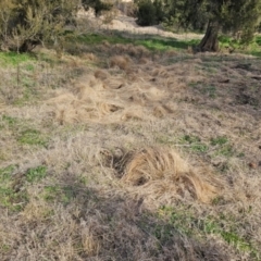 Nassella trichotoma (Serrated Tussock) at Strathnairn, ACT - 22 Jul 2024 by Nepenthe