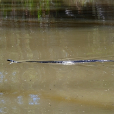 Pseudechis porphyriacus (Red-bellied Black Snake) at Barratta, NSW - 1 Dec 2018 by MB