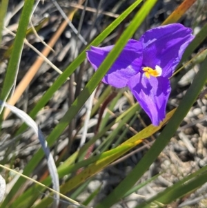 Patersonia sericea var. sericea at Ulladulla, NSW - 21 Jul 2024 11:00 AM