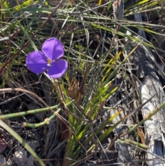 Patersonia sericea var. sericea at Ulladulla, NSW - 21 Jul 2024