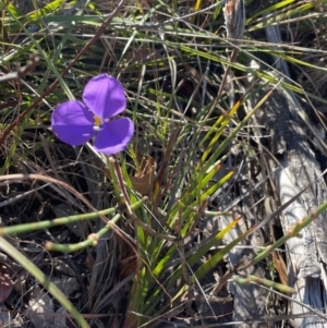 Patersonia sericea var. sericea at Ulladulla, NSW - 21 Jul 2024 11:00 AM