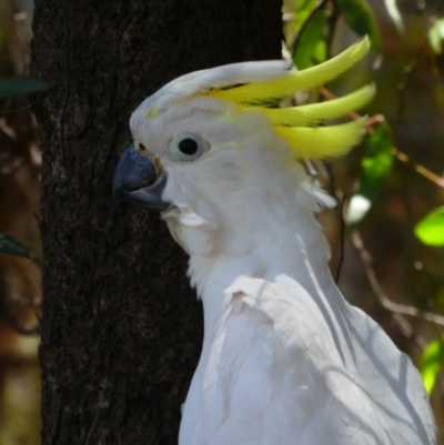 Cacatua galerita (Sulphur-crested Cockatoo) at Moulamein, NSW - 3 Dec 2018 by MB