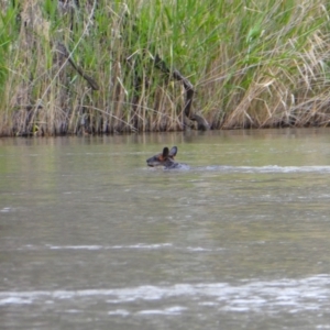 Wallabia bicolor at Niemur, NSW - 3 Dec 2018 08:33 AM