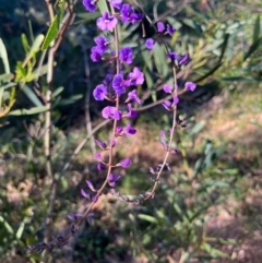 Hardenbergia violacea (False Sarsaparilla) at Ulladulla, NSW - 21 Jul 2024 by Clarel