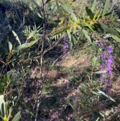 Hardenbergia violacea at Ulladulla, NSW - 21 Jul 2024