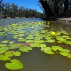 Nymphoides crenata (Wavy Marshwort) at Moulamein, NSW - 4 Dec 2018 by MB