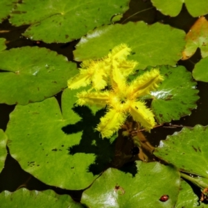 Nymphoides crenata at Moulamein, NSW - 4 Dec 2018 01:22 PM