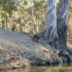 Wallabia bicolor (Swamp Wallaby) at Dhuragoon, NSW - 4 Dec 2018 by MB