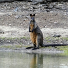 Wallabia bicolor (Swamp Wallaby) at Moulamein, NSW - 14 Dec 2018 by MB