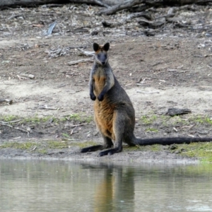 Wallabia bicolor (Swamp Wallaby) at Moulamein, NSW by MB
