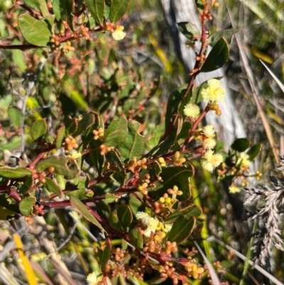 Acacia myrtifolia (Myrtle Wattle) at Ulladulla, NSW - 21 Jul 2024 by Clarel