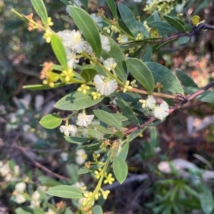 Acacia myrtifolia at Ulladulla, NSW - 21 Jul 2024