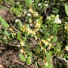 Acacia myrtifolia at Ulladulla, NSW - 21 Jul 2024