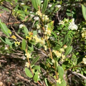 Acacia myrtifolia at Ulladulla, NSW - 21 Jul 2024