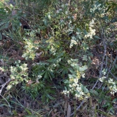 Acacia myrtifolia at Ulladulla, NSW - 21 Jul 2024