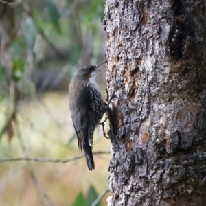 Cormobates leucophaea at Yea, VIC - 14 Jul 2024 02:26 PM