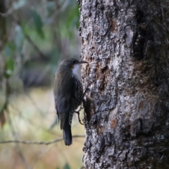 Cormobates leucophaea at Yea, VIC - 14 Jul 2024 02:26 PM