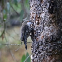 Cormobates leucophaea at Yea, VIC - 14 Jul 2024 02:26 PM