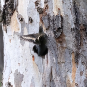 Cormobates leucophaea at Yea, VIC - 14 Jul 2024 02:26 PM