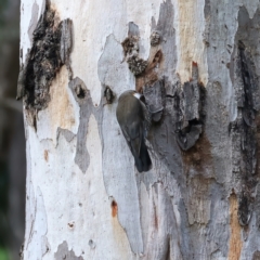 Cormobates leucophaea at Yea, VIC - 14 Jul 2024 02:26 PM