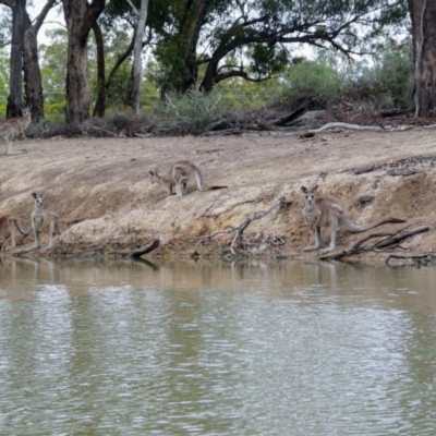 Macropus giganteus (Eastern Grey Kangaroo) at Mallan, NSW - 15 Dec 2018 by MB