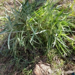 Unidentified Plant at Hughes, ACT - 13 Jul 2024 by ruthkerruish