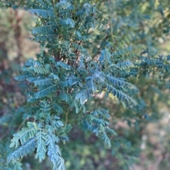 Indigofera australis subsp. australis (Australian Indigo) at Hughes, ACT - 23 Jun 2024 by ruthkerruish