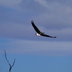 Haliaeetus leucogaster (White-bellied Sea-Eagle) at Tooranie, NSW - 16 Dec 2018 by MB