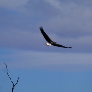 Haliaeetus leucogaster at Tooranie, NSW - 16 Dec 2018 12:15 PM