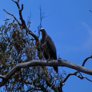 Haliaeetus leucogaster at Tooranie, NSW - 16 Dec 2018 12:15 PM