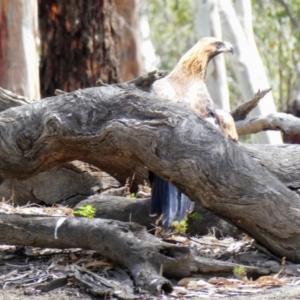 Aquila audax at Tooranie, NSW - 16 Dec 2018 11:29 AM