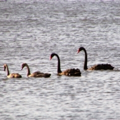 Cygnus atratus (Black Swan) at Barton, ACT - 29 Dec 2018 by MB