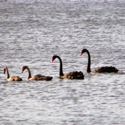 Cygnus atratus (Black Swan) at Barton, ACT - 29 Dec 2018 by MB