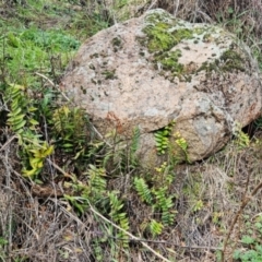 Pellaea calidirupium (Hot Rock Fern) at Strathnairn, ACT - 22 Jul 2024 by Nepenthe