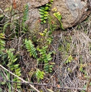 Pellaea calidirupium at Strathnairn, ACT - 22 Jul 2024