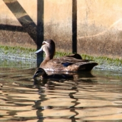 Anas superciliosa (Pacific Black Duck) at Kingston, ACT - 1 Jan 2019 by MB