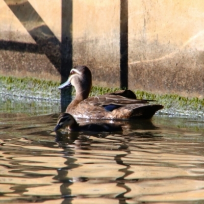 Anas superciliosa (Pacific Black Duck) at Kingston, ACT - 31 Dec 2018 by MB