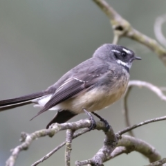 Rhipidura albiscapa (Grey Fantail) at Yea Wetlands John Cummins Reserve - 14 Jul 2024 by jb2602